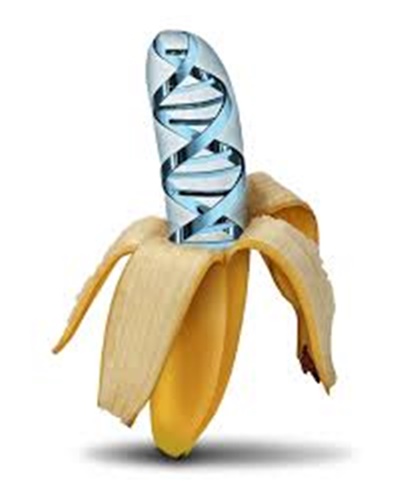 DNA Genobalance